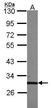 TFEC antibody [N1], N-term