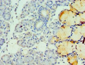 TFF1 Antibody