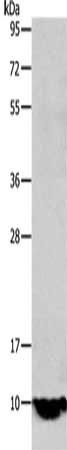 TFF1 antibody