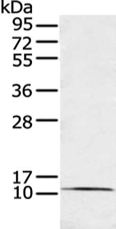 TFF3 antibody