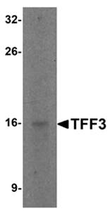 TFF3 Antibody