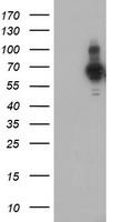 GTF2F1 Antibody