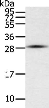 TFPI2 antibody