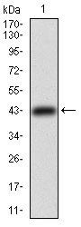 TFRC Antibody