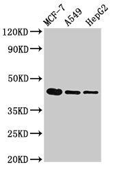 tgfb1 Antibody