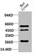 TGFB1 Antibody
