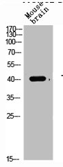 TGFB1 Antibody