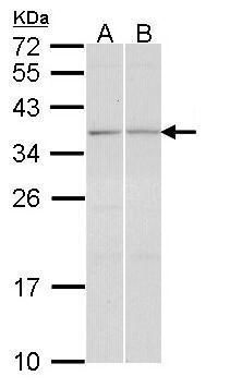 GRASP1 antibody [N3], Internal