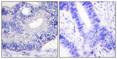 TGF α Antibody