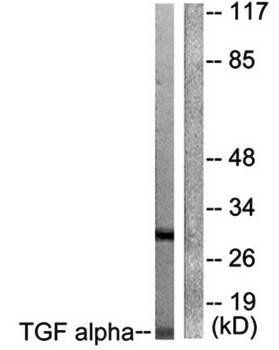 TGF α Antibody