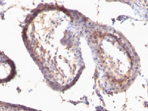 TGFA Antibody