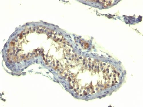 TGFA Antibody