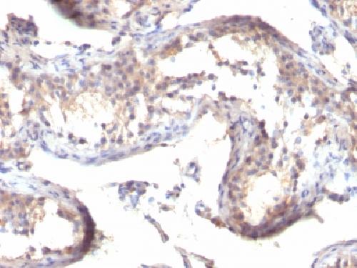 TGFA Antibody