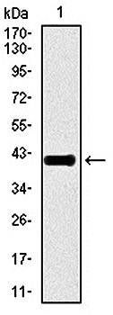 TGFb1 Antibody