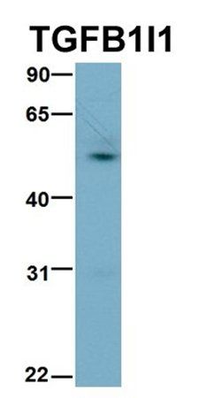 TGFB1I1 antibody