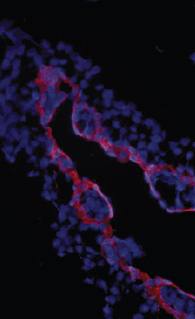 Sheep Chicken TGFbeta receptor III Antibody
