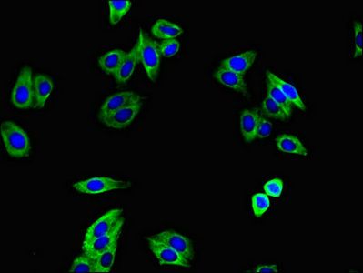 TGFBR1 antibody