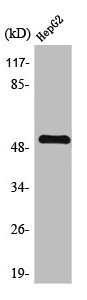 TGFBR1 antibody