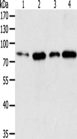 TGM2 Antibody