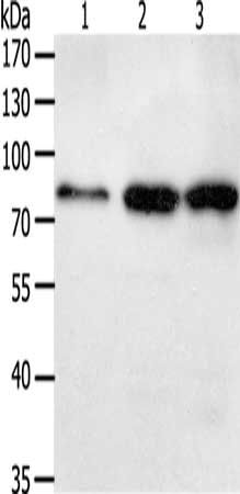 TGM2 Antibody