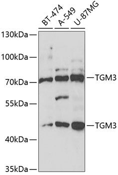 TGM3 antibody