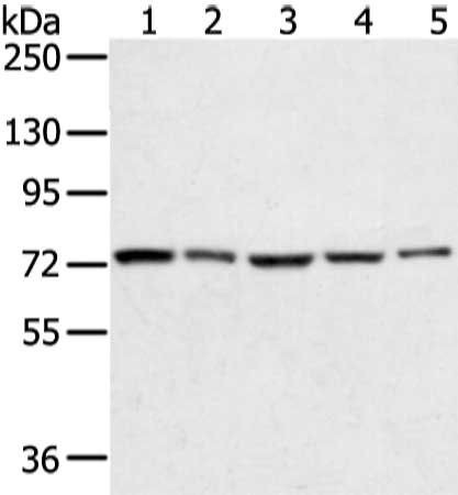 TGM4 antibody