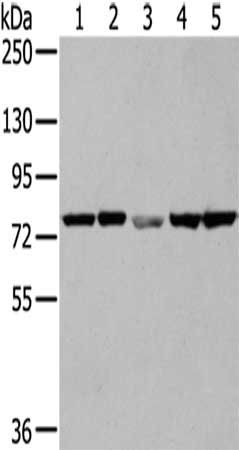 TGM5 antibody