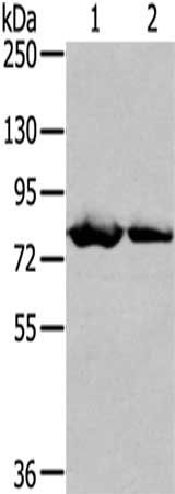 TGM5 antibody