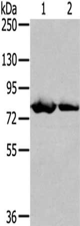 TGM5 Antibody