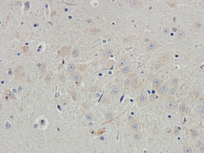 TGN46 antibody