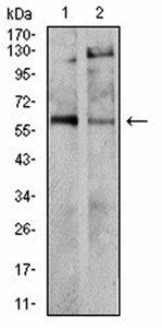 TH Antibody