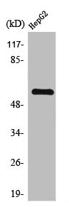 TH Antibody