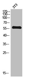 TH Antibody