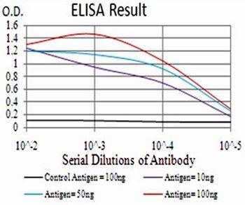 THAP1 Antibody