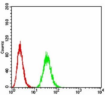 THAP1 Antibody