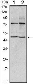 THAP11 Antibody