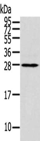 THAP3 antibody