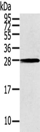 THAP3 Antibody