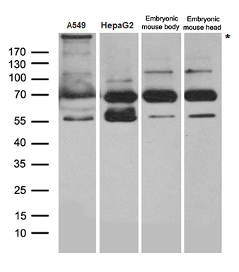 THAP5 Antibody