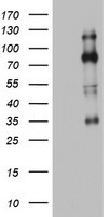 THAP6 Antibody