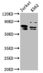 THEMIS Antibody