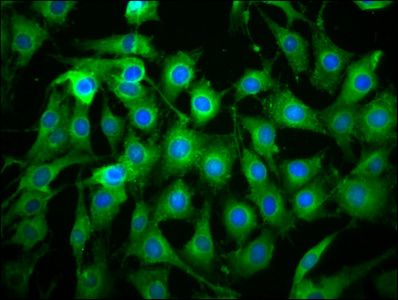 THEMIS2 antibody