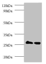 TPMT Antibody