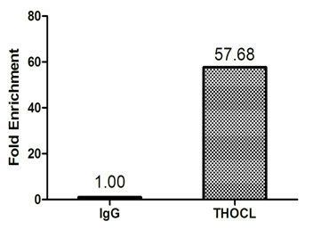 THOC1 antibody