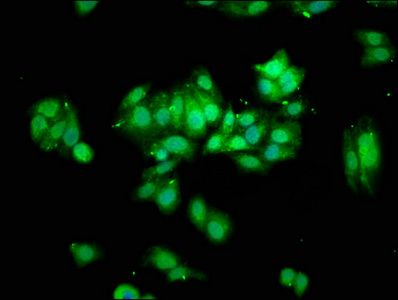 THOC5 antibody