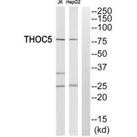 THOC5 antibody