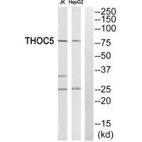 THOC5 Antibody
