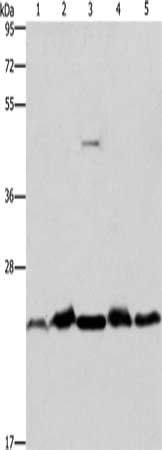 THOC7 antibody