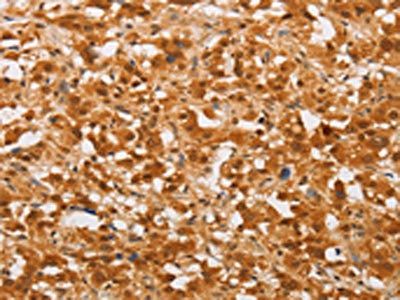 THOC7 antibody