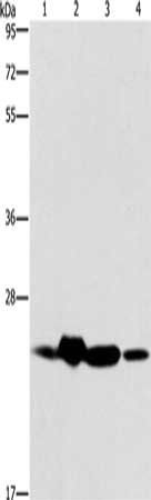 THOC7 antibody